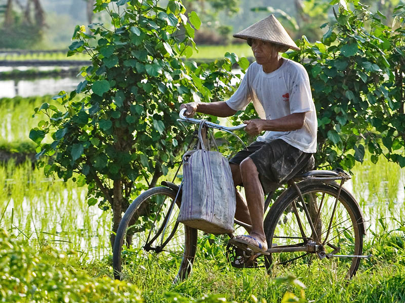 Ricefield riding - Frederic (Pixnat2)