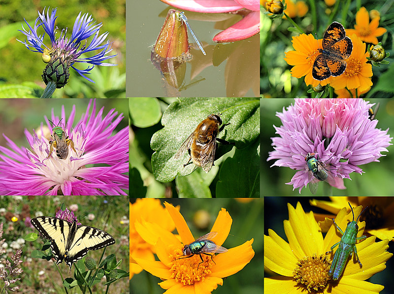 Creepy-Crawly Collage (with poem) - Brenda
