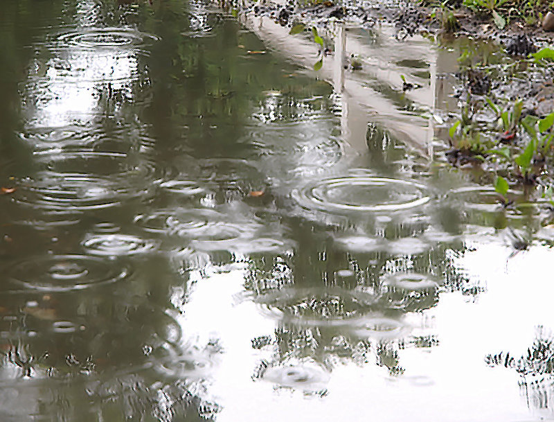 Wholl stop the rain (CCR) -ArtP
