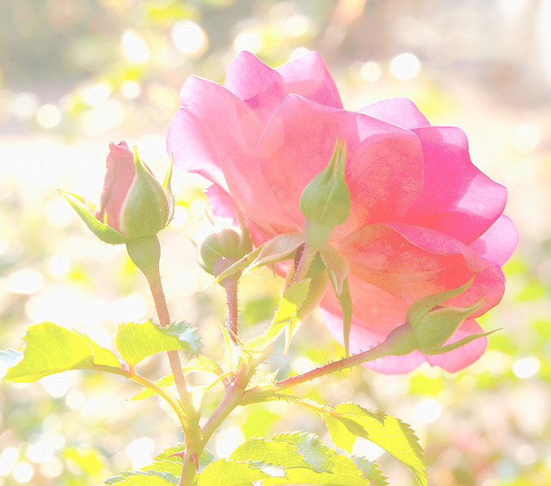 Backlit rose -ArtP