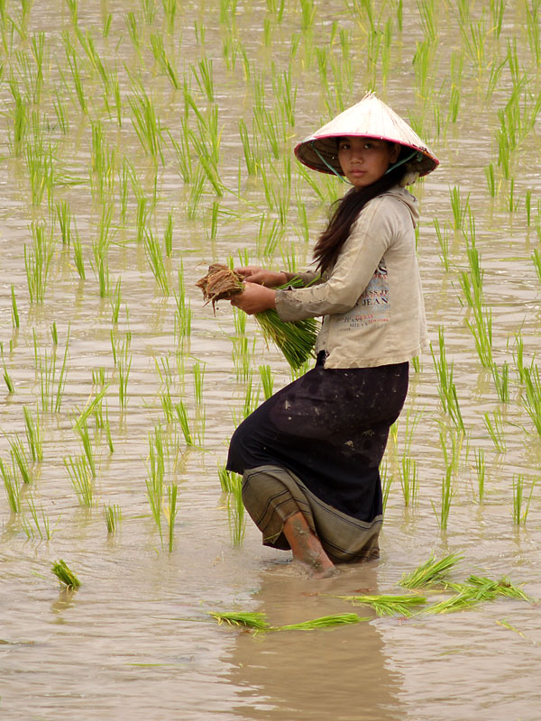 Work in a ricefield (C76) - Chris Klompen (Geophoto)