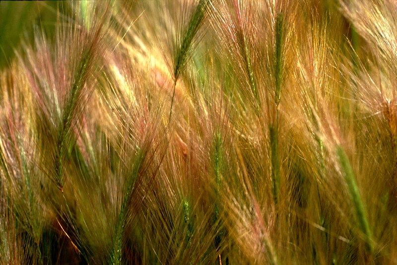 Cat Tails by Paul Wear