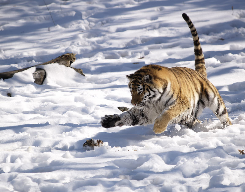 Pouncing Tiger.