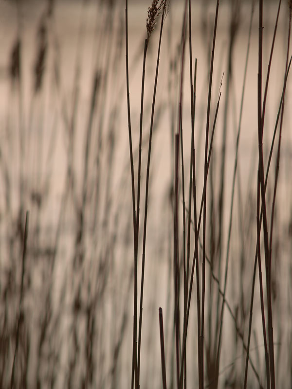 Reeds 2 by Bruce Clarke