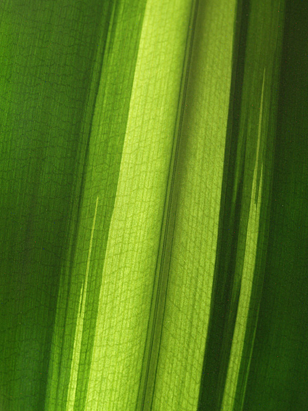 Veins of Green by EastCoastSnapper