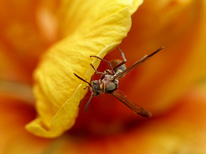 Hibiscus and Wasp-Wasp and Hibiscus