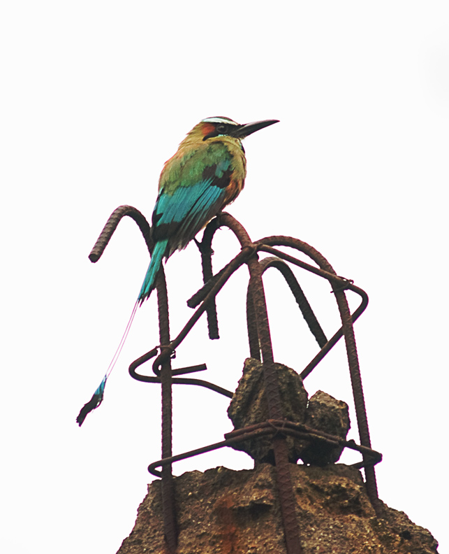 New perch by Carlos Camacho