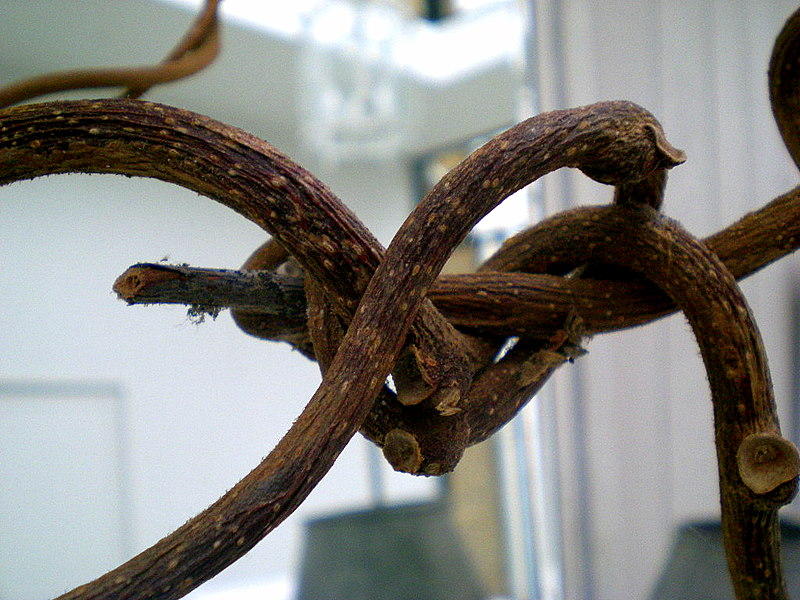 orchid root