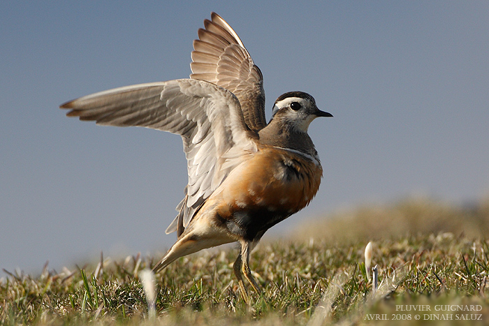 Pluvier guignard - Eurasian Dotterel