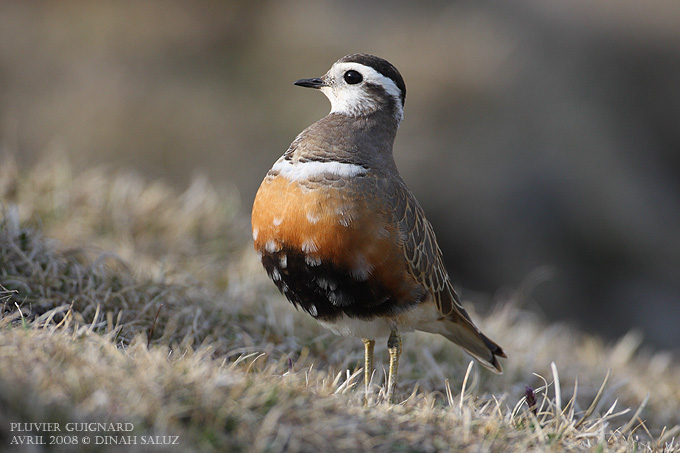 Pluvier guignard - Eurasian Dotterel