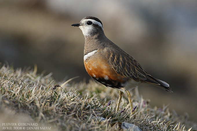 Pluvier guignard - Eurasian Dotterel