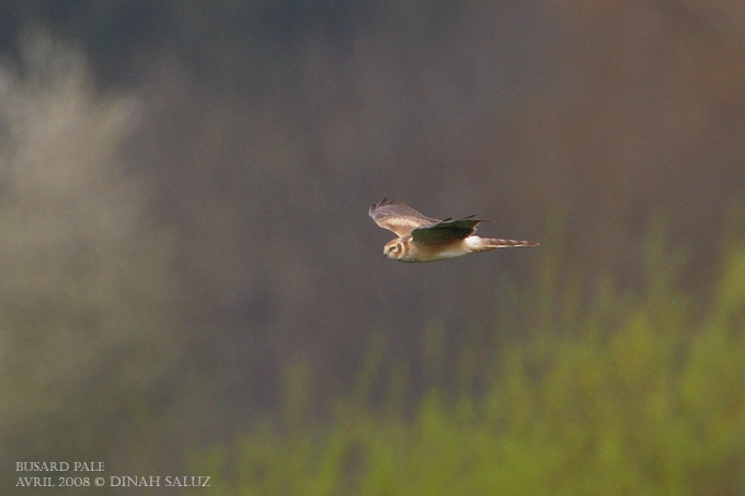Busard ple - Pallid Harrier