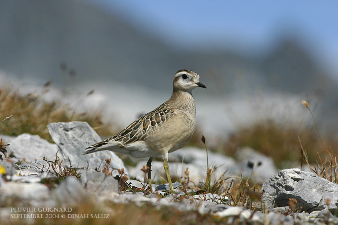 Pluvier guignard - Eurasian Dotterel