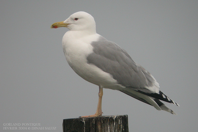 Goland pontique - Caspian Gull