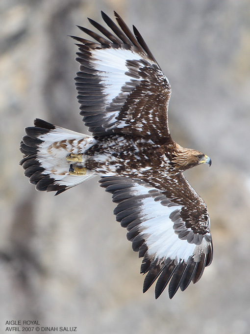 Aigle royal - Golden Eagle