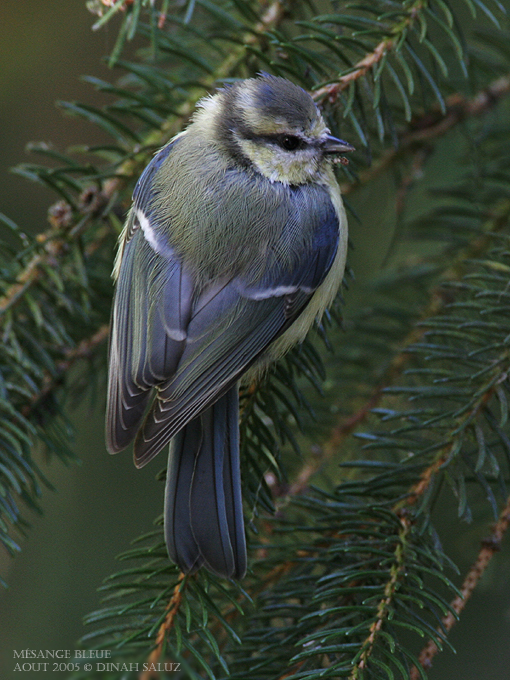 Msange bleue - Blue Tit