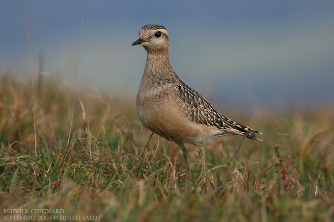 Pluvier guignard - Eurasian Dotterel