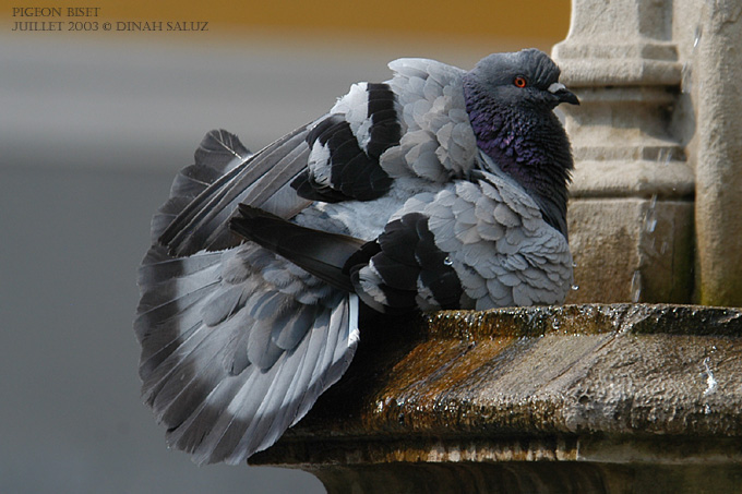 Pigeon biset domestique - Feral Pigeon