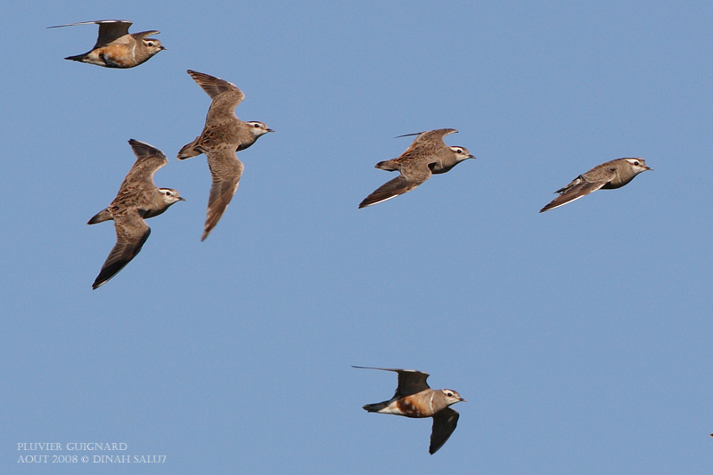 Pluvier guignard - Eurasian Dotterel