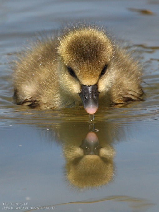 Oie cendre - Greylag Goose