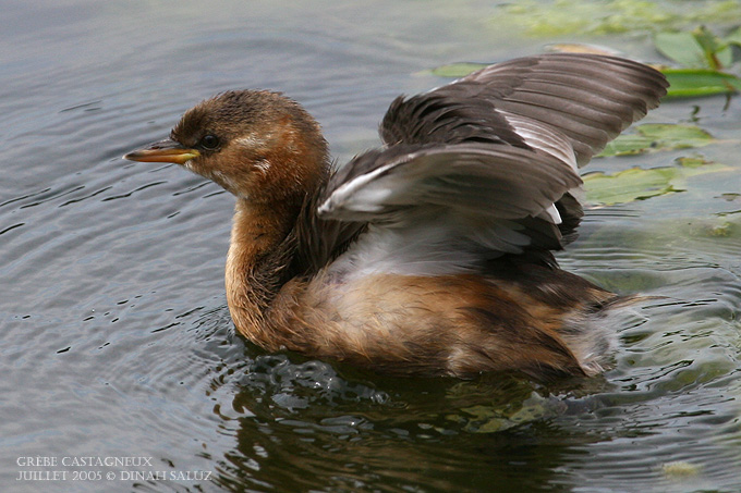 Grbe castagneux - Little Grebe