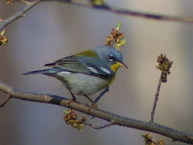 Northern Parula