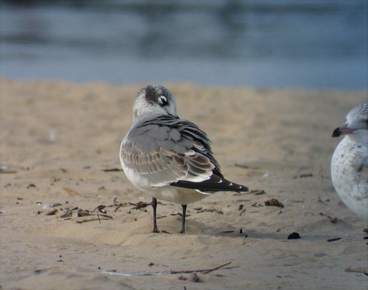 Franklins Gull
