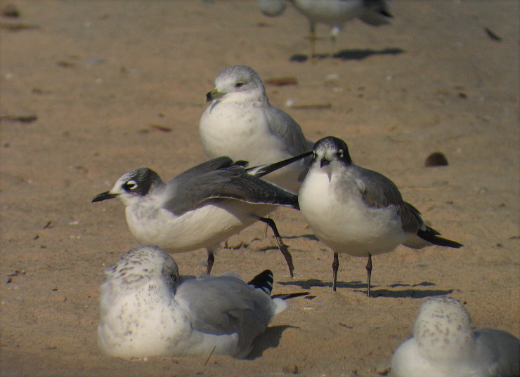 Franklins Gulls