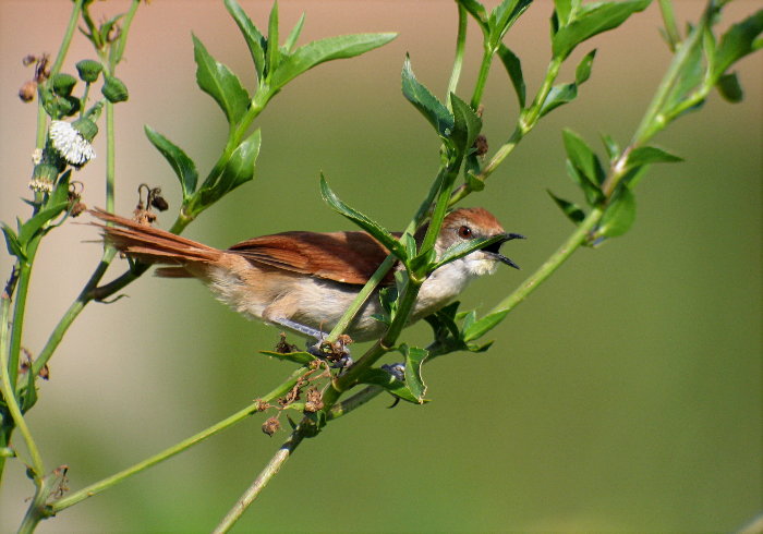 Yellow-chinned Spinetail