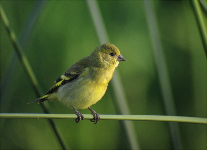 Hooded Siskin