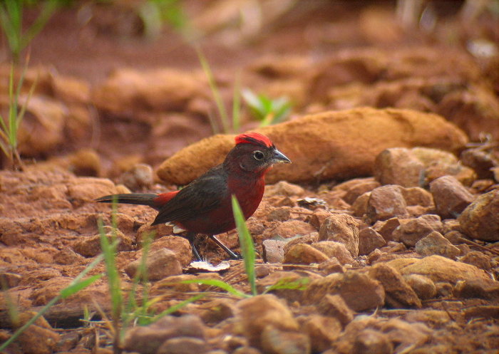 Red-crested Finch