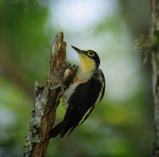 Yellow-fronted Woodpecker