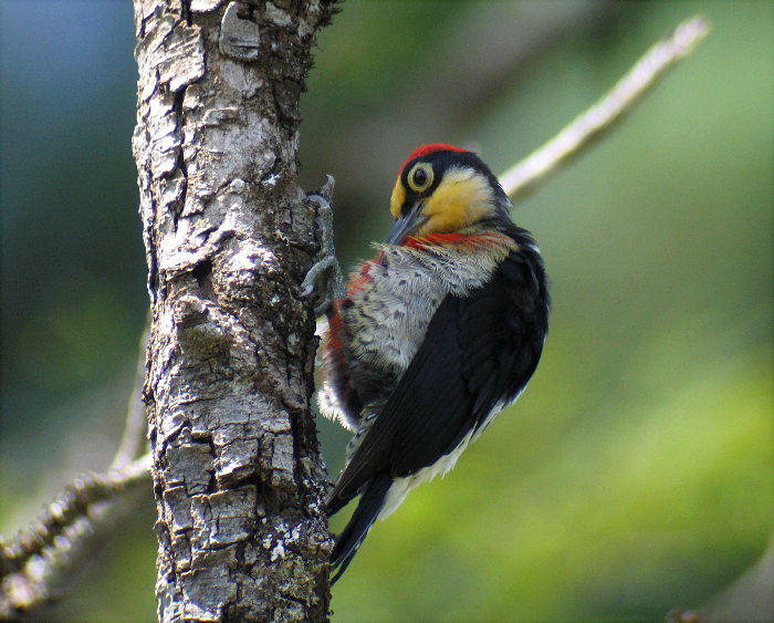 Yellow-fronted Woodpecker