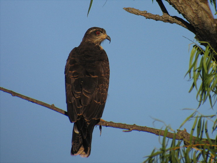 Snail Kite