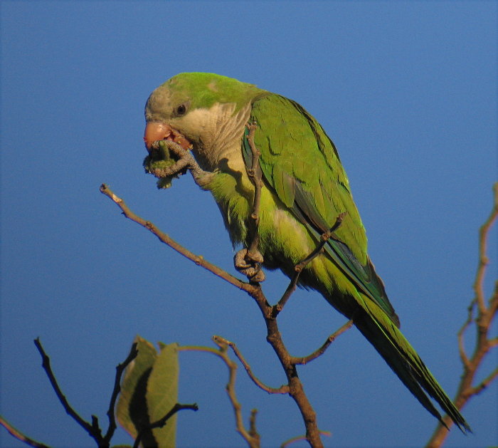 Monk Parakeet