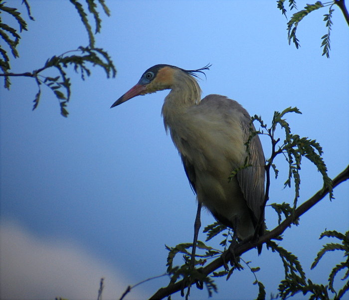 Whistling Heron