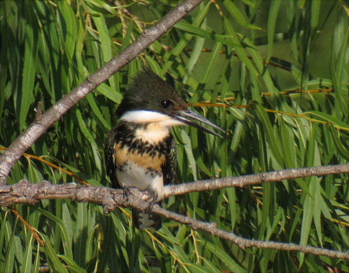 Green Kingfisher