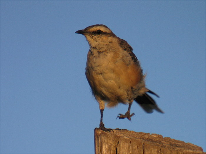 Chalk-browed Mockingbird