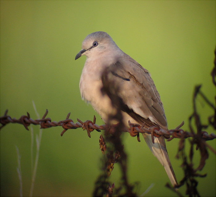 Picui Ground-Dove