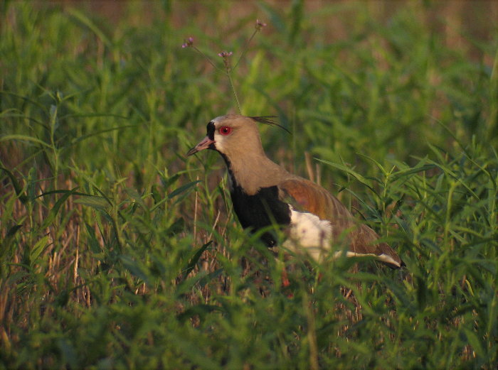 Southern Lapwing