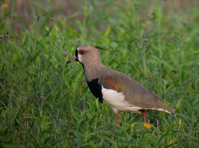 Southern Lapwing