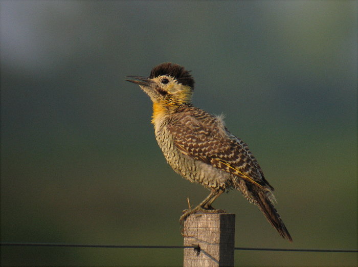 Field Flicker