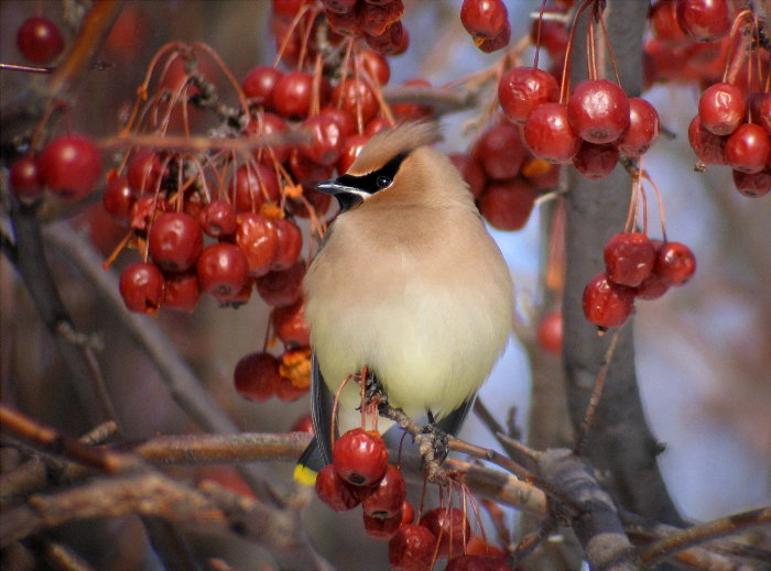 Cedar Waxwing
