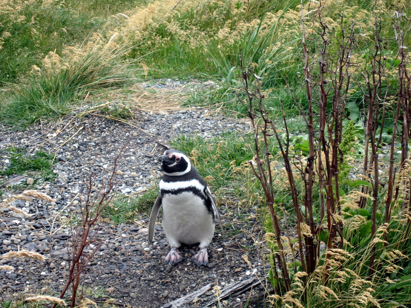 IMG_0760.JPG  Ushuaia