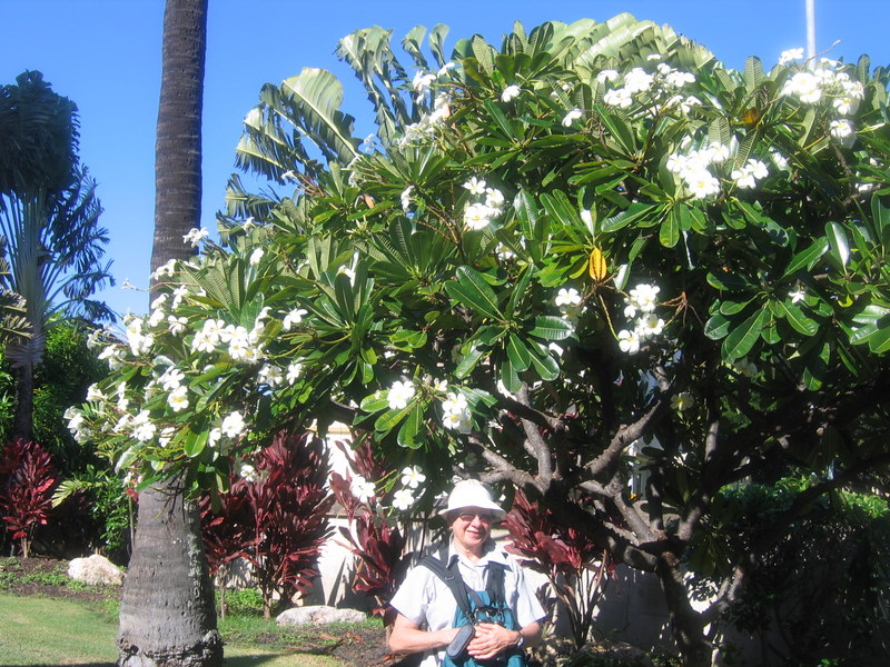 Hawaii09 024.jpg  Honolulu