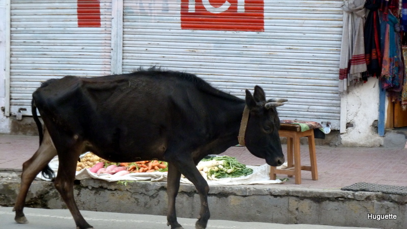 P1000994.JPG