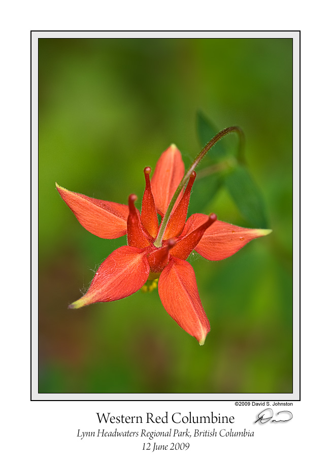 Western Red Columbine Alt Version .jpg