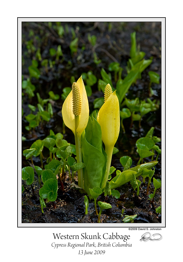 Western Skunk Cabbage.jpg