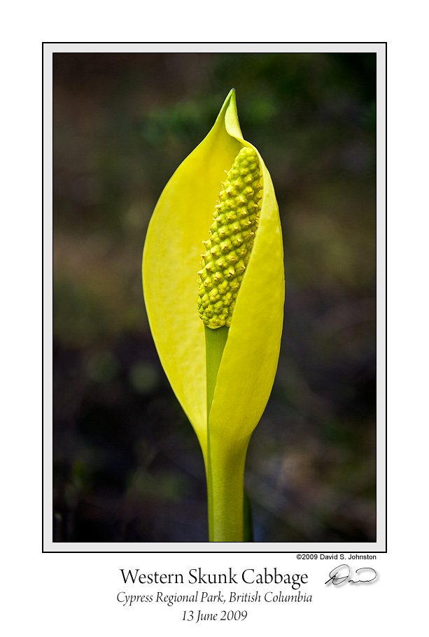 Western Skunk Cabbage Portrait.jpg