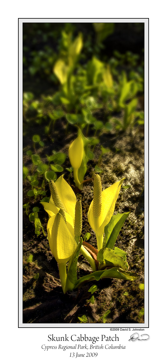 Skunk Cabbage Patch.jpg